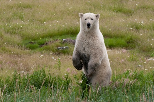 Polar Bear cub standing over its kill